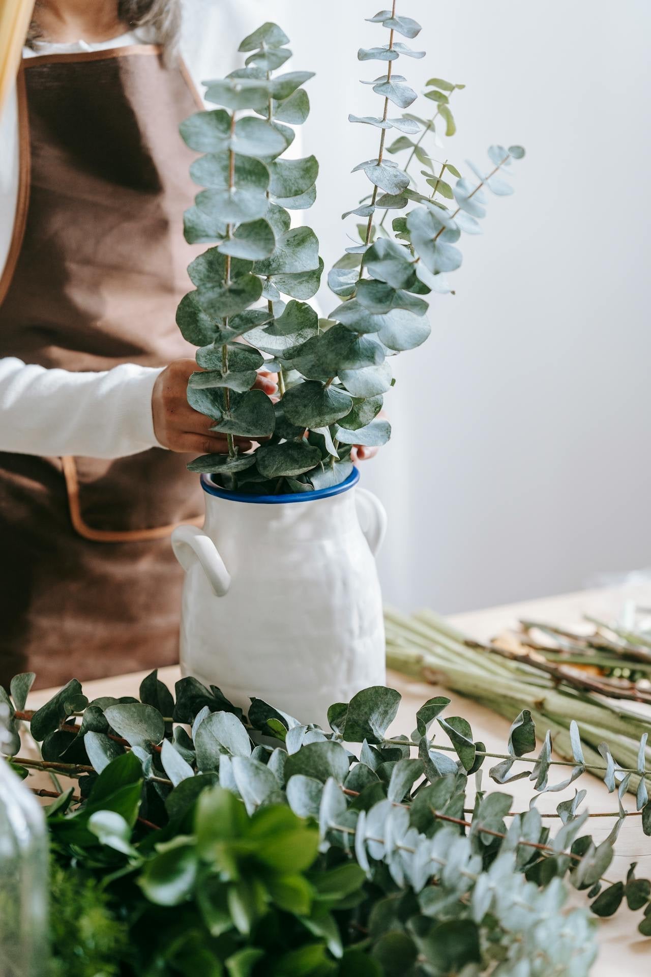 Eucalyptus plant