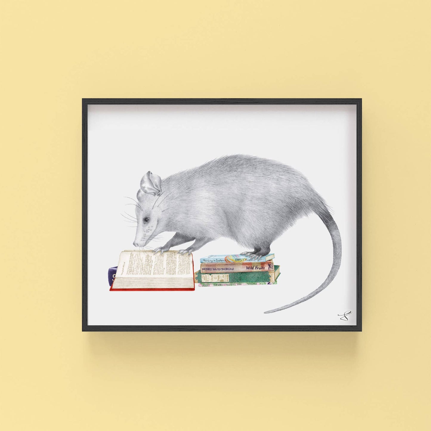 Henry Gossamer Opossum Portrait Study