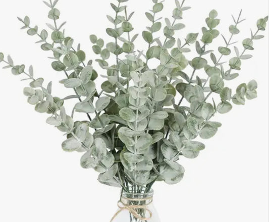 Eucalyptus plant